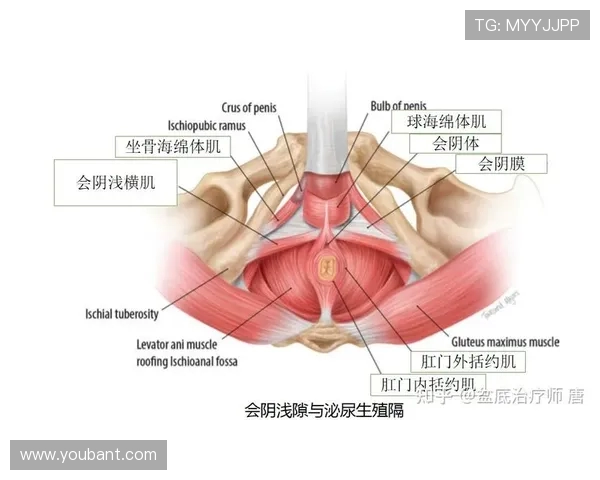 马莱莱因伤导致慢性劳损性耻骨炎 正在积极康复中